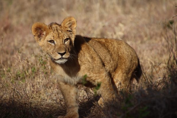 Baby lion